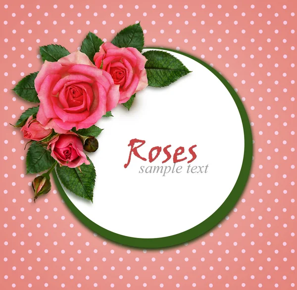 Rosa flores composición y marco —  Fotos de Stock